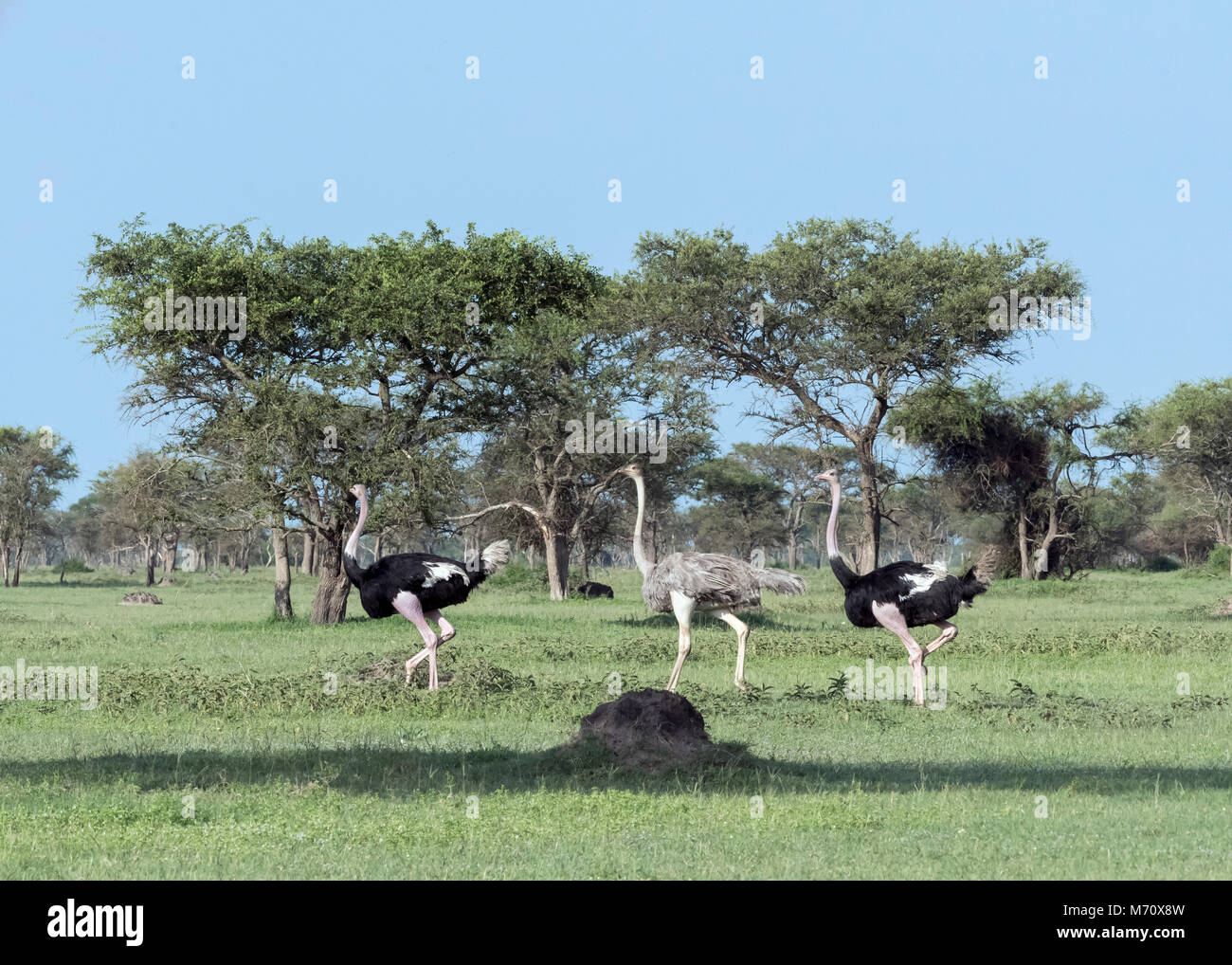 Due maschi e una femmina Maasai (struzzo Struthio camelus massaicus) muovendosi attraverso la savana, Grumeti Game Reserve, Serengeti, Tanzania Foto Stock