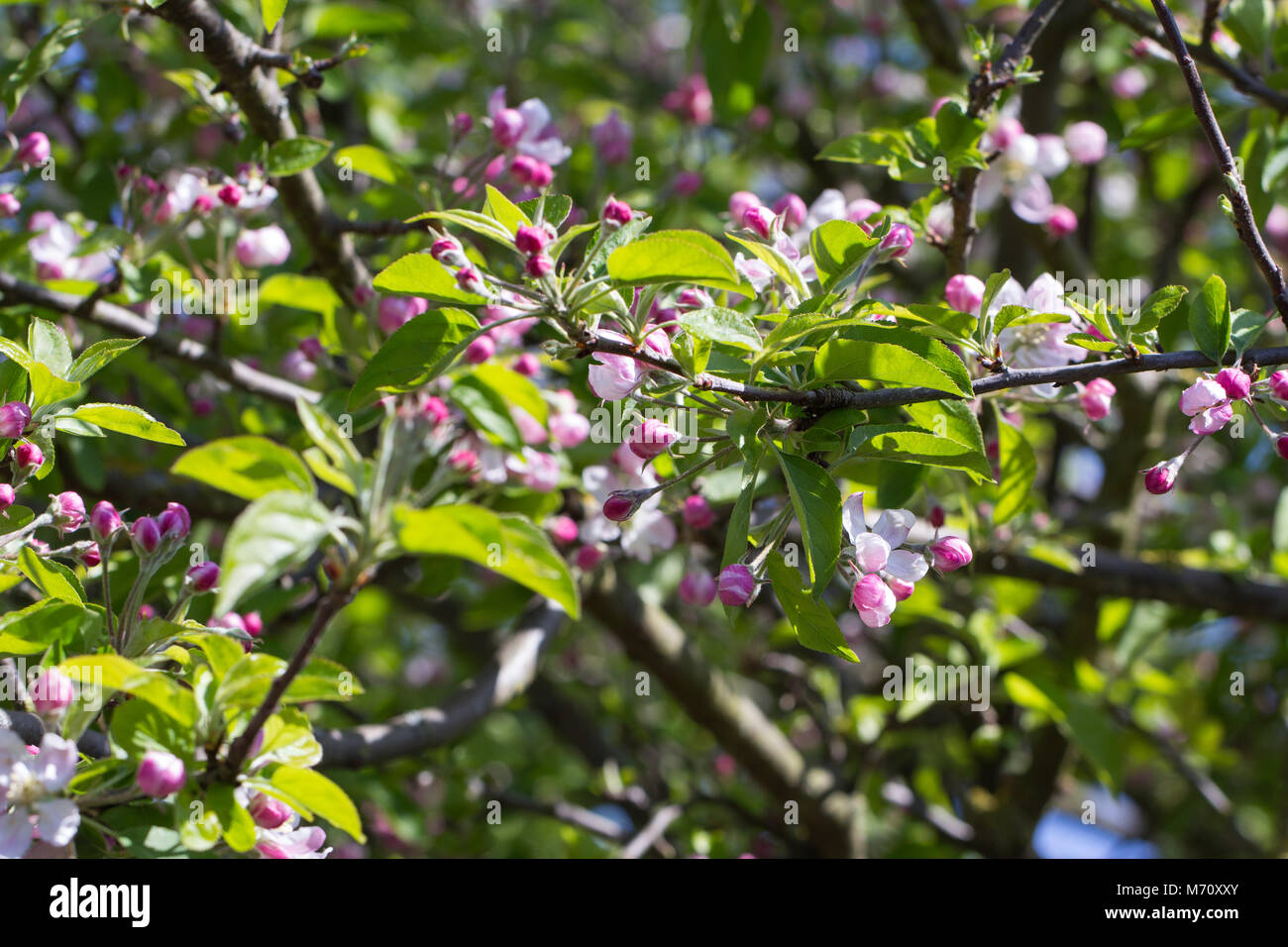 Rosa e Bianco Apple Blossom Foto Stock