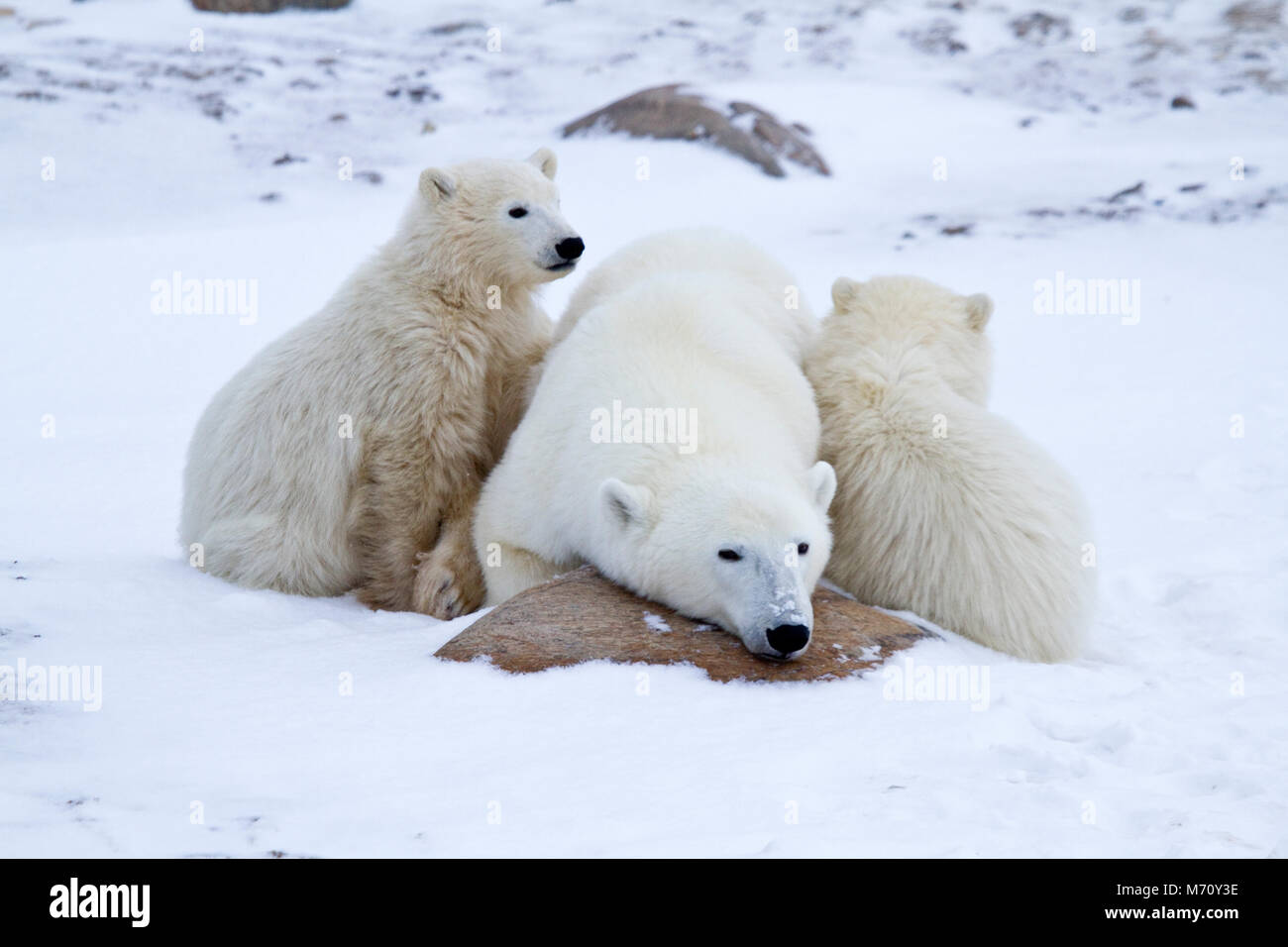 01874-12709 orsi polari (Ursus maritimus) madre e 2 cuccioli in inverno, Churchill Wildlife Management Area, Churchill, MB Canada Foto Stock