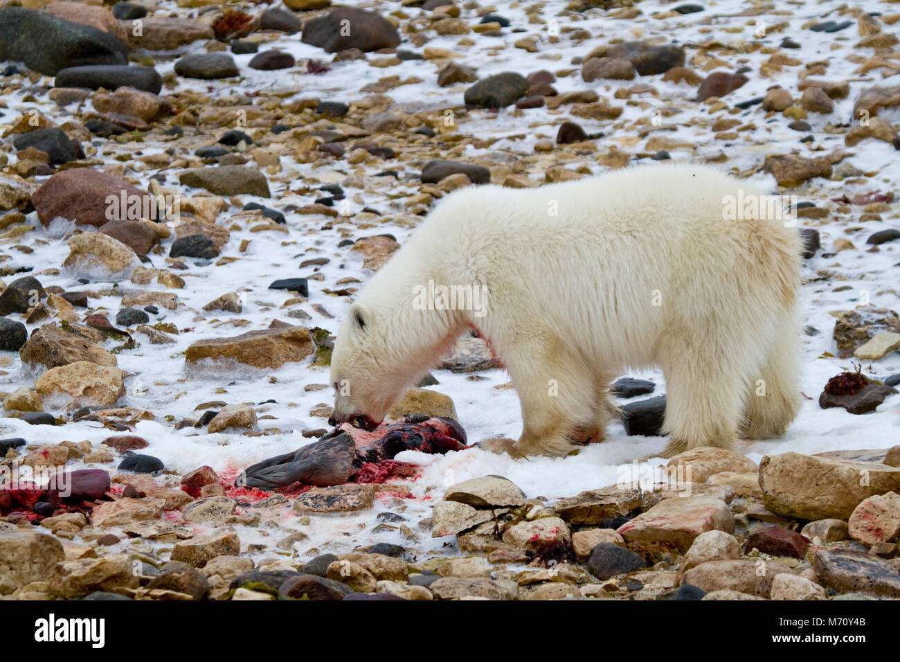 01874-12816 orso polare (Ursus maritimus) mangiare inanellato guarnizione (Phoca hispida) in inverno, Churchill Wildlife Management Area, Churchill, MB Canada Foto Stock