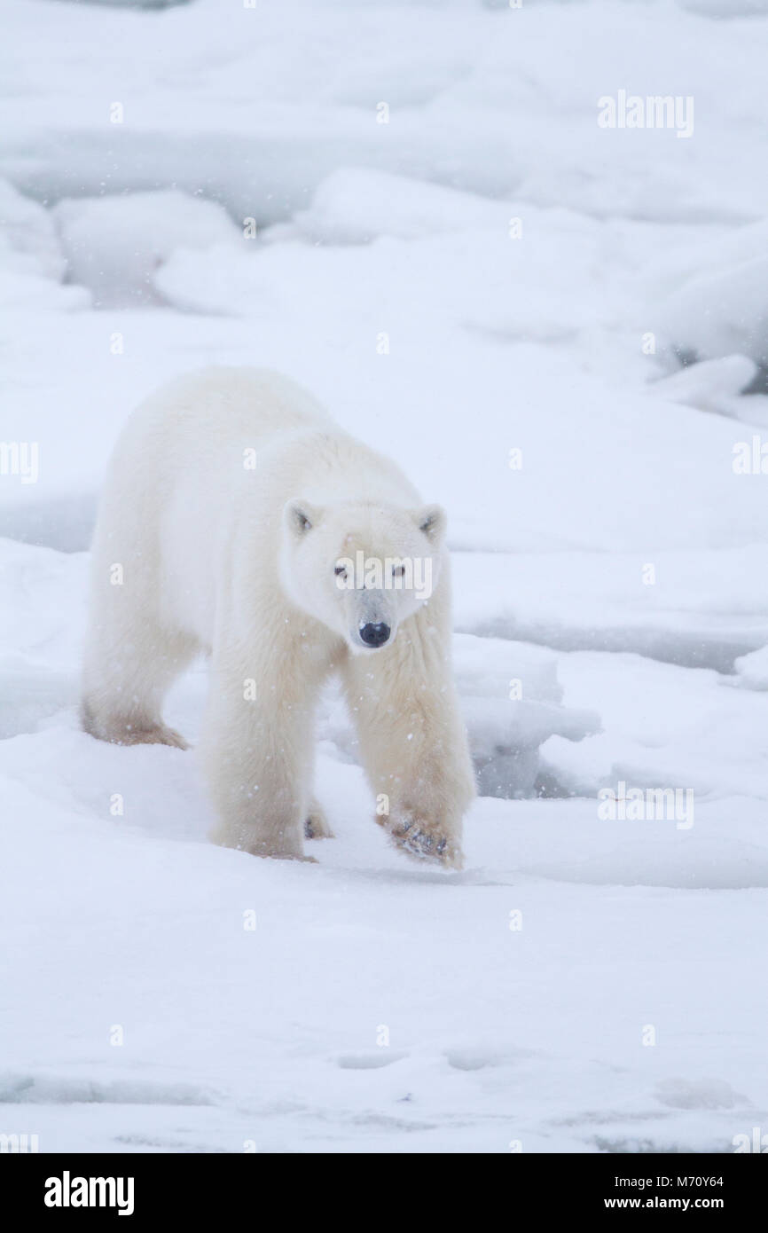 01874-13202 orso polare (Ursus maritimus) Churchill Wildlife Management Area, Churchill, MB Foto Stock