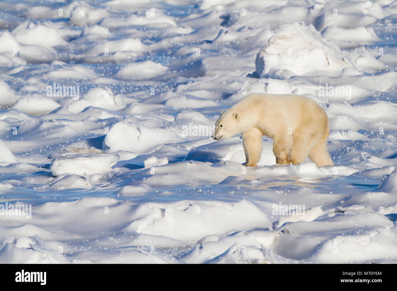 01874-13314 orso polare (Ursus maritimus) passeggiare nei pressi della Baia di Hudson Churchill Wildlife Management Area Churchill MB Foto Stock