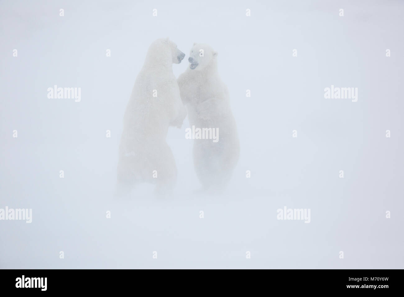 01874-13319 orsi polari (Ursus maritimus) sparring in Blizzard, Churchill Wildlife Management Area, Churchill, MB Foto Stock