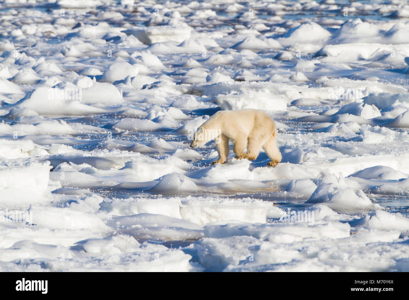 01874-13317 orso polare (Ursus maritimus) passeggiare nei pressi della Baia di Hudson Churchill Wildlife Management Area Churchill MB Foto Stock