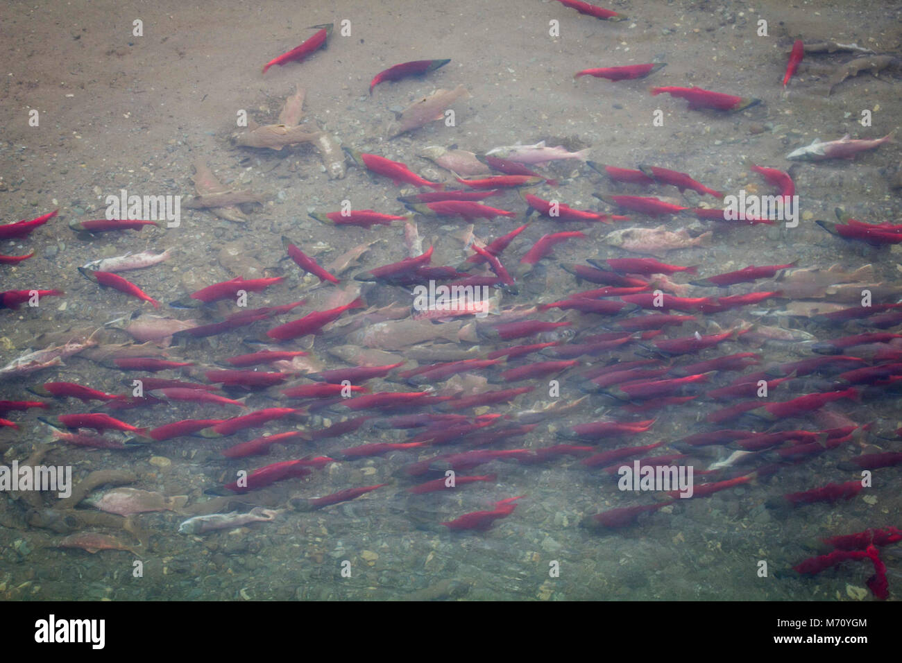 Effetti dei venti trasversali salmone amr . La deposizione delle uova di salmone in Moraine Creek. Notare il colore più chiaro è nata fuori (morto) Salmone. Foto Stock