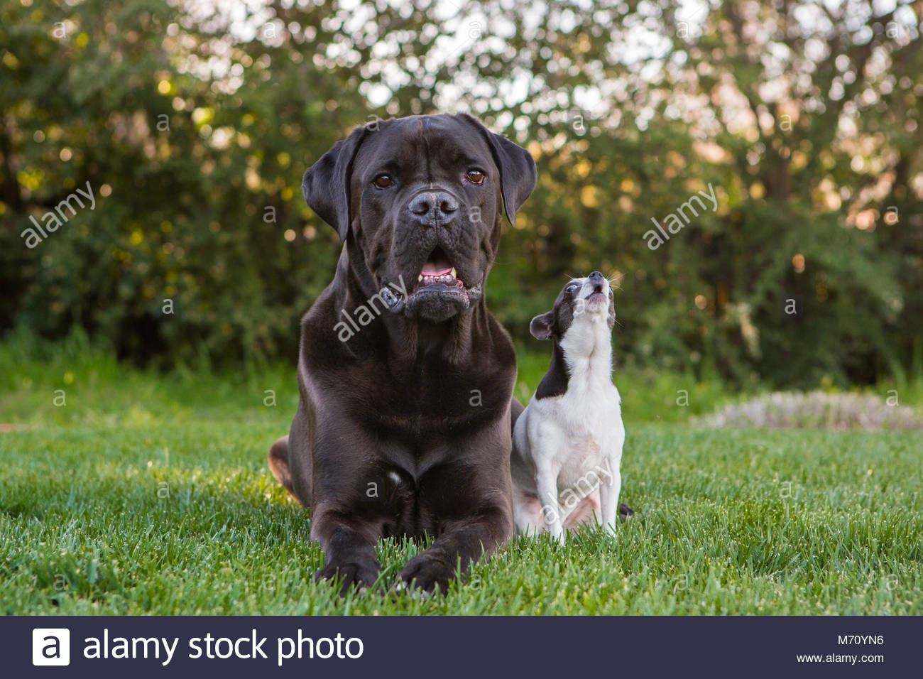 Cane Corso Dogs Immagini Cane Corso Dogs Fotos Stock Alamy