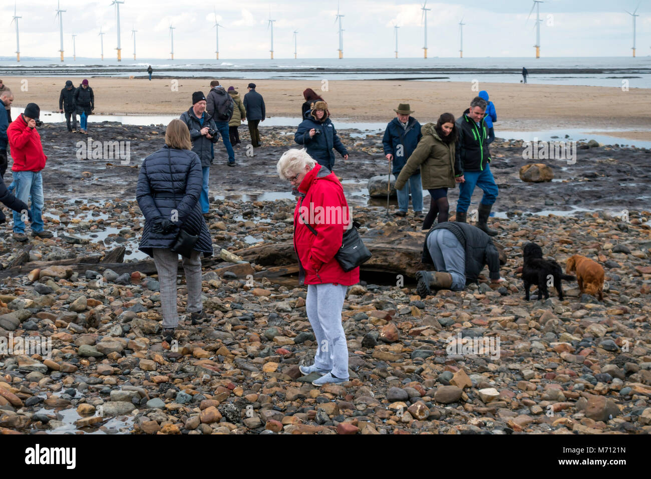 Redcar Cleveland North Yorkshire 7 marzo 2018, recenti tempeste sulla costa orientale hanno strofinato con ampie aree di sabbia da Redcar beach. Normalmente coperto di sabbia in una grande area di legno fossile da alberi risalenti all'era glaciale è stato esposto e ha attirato folle di persone interessate alla spiaggia per vedere i resti storici della foresta e i relitti del legno e di navi da pesca. Credito: Pietro Giordano NE/Alamy Live News Foto Stock