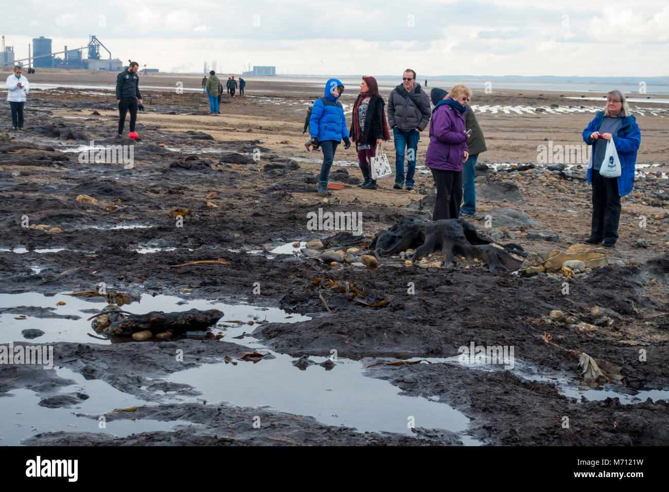 Redcar Cleveland North Yorkshire 7 marzo 2018, recenti tempeste sulla costa orientale hanno strofinato con ampie aree di sabbia da Redcar beach. Normalmente coperto di sabbia in una grande area di legno fossile da alberi risalenti all'era glaciale è stato esposto e ha attirato folle di persone interessate alla spiaggia per vedere i resti storici della foresta e i relitti del legno e di navi da pesca. Credito: Pietro Giordano NE/Alamy Live News Foto Stock