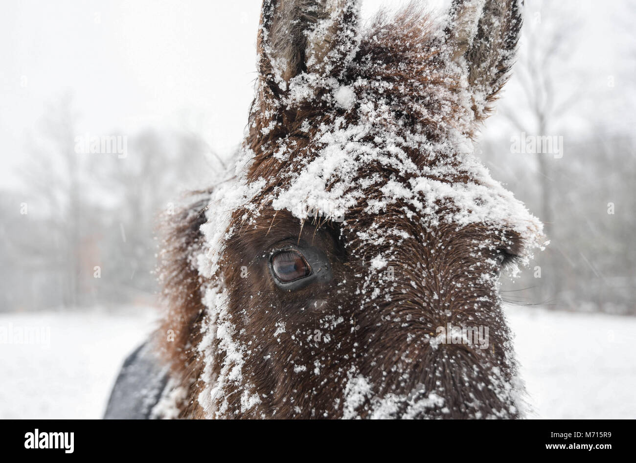 Bedford, New Hampshire, Stati Uniti d'America, 7 marzo 2018. Un mulo caparbiamente braves una tempesta di neve. Andrew Cline/Alamy Live News Foto Stock