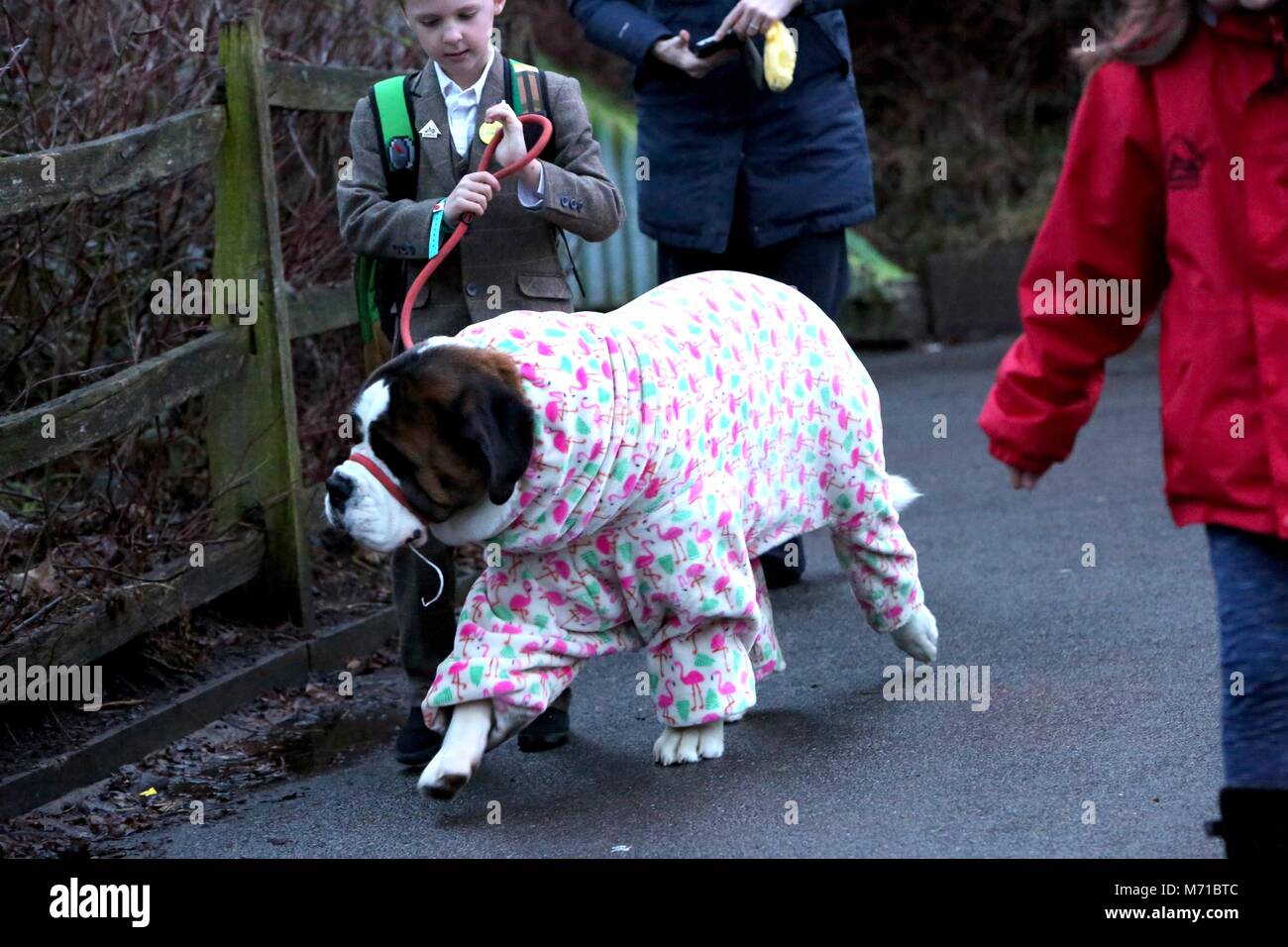 Birmingham, Regno Unito. 8 marzo 2018. I cani che arrivano per la partenza di Crufts 2018.Credit: Jon Freeman/Alamy Live News Foto Stock