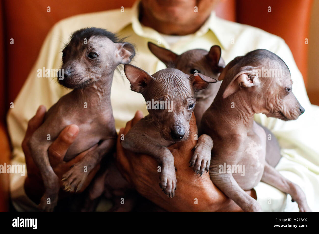 Foto scattata il 1 marzo 2018 mostra una persona in possesso di xoloitzcuintle cuccioli in Xolos Tarango incubatoio, a Città del Messico, capitale del