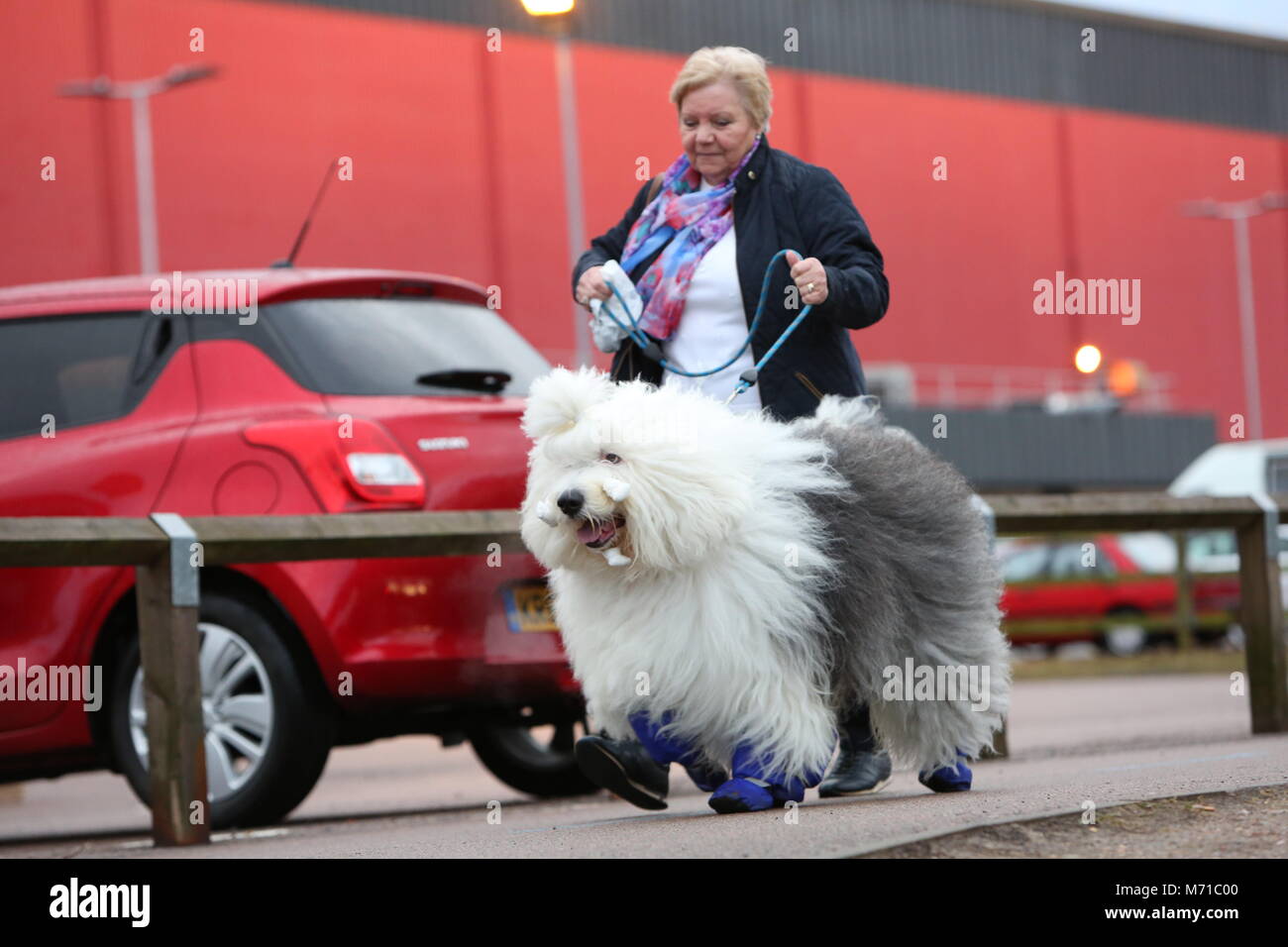 Birmingham, Regno Unito. 8 marzo 2018. I cani che arrivano per la partenza di Crufts 2018.Credit: Jon Freeman/Alamy Live News Foto Stock