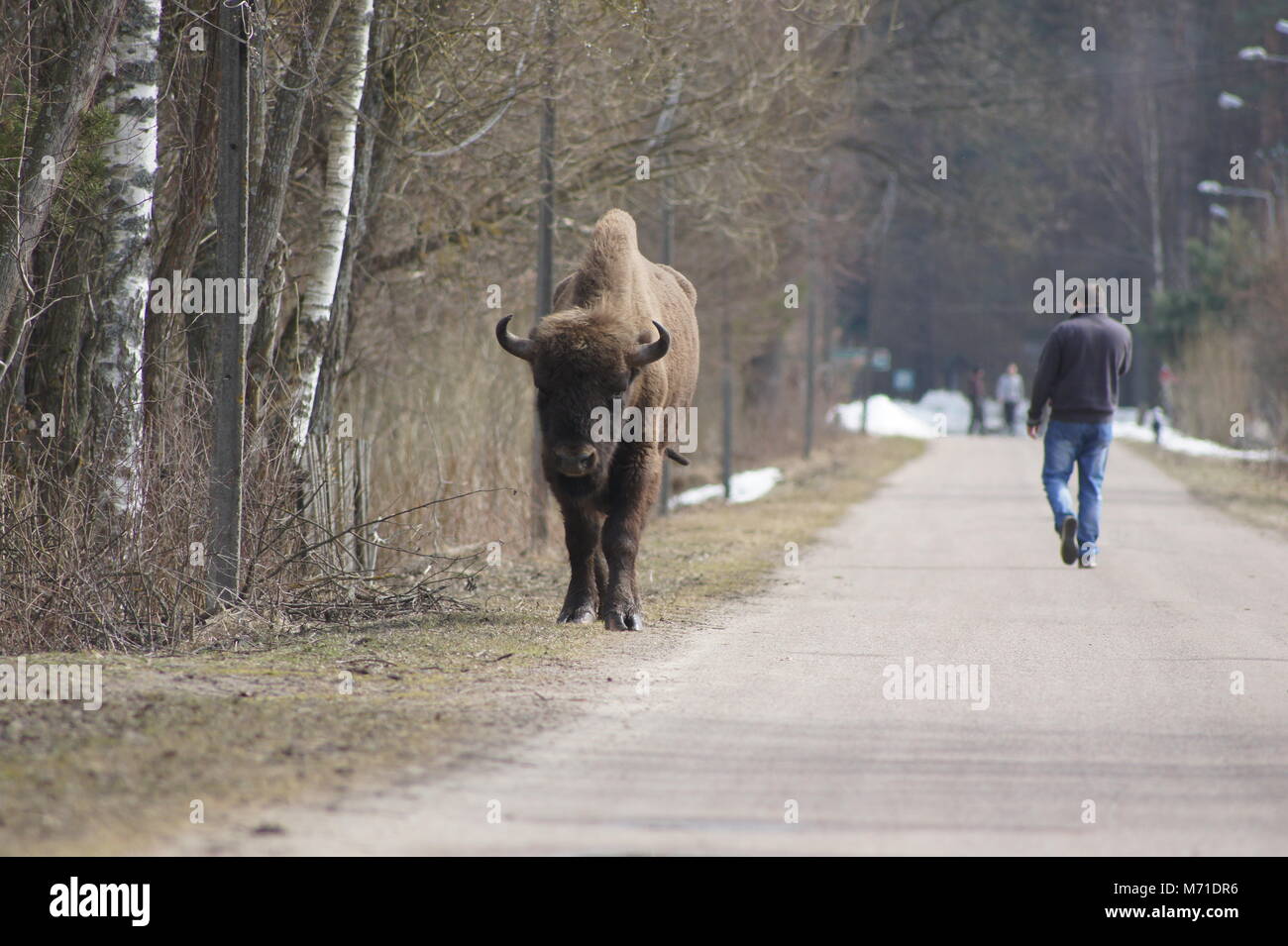 Il bisonte europeo a piedi in strada di una foresta di Bialowieza village Foto Stock