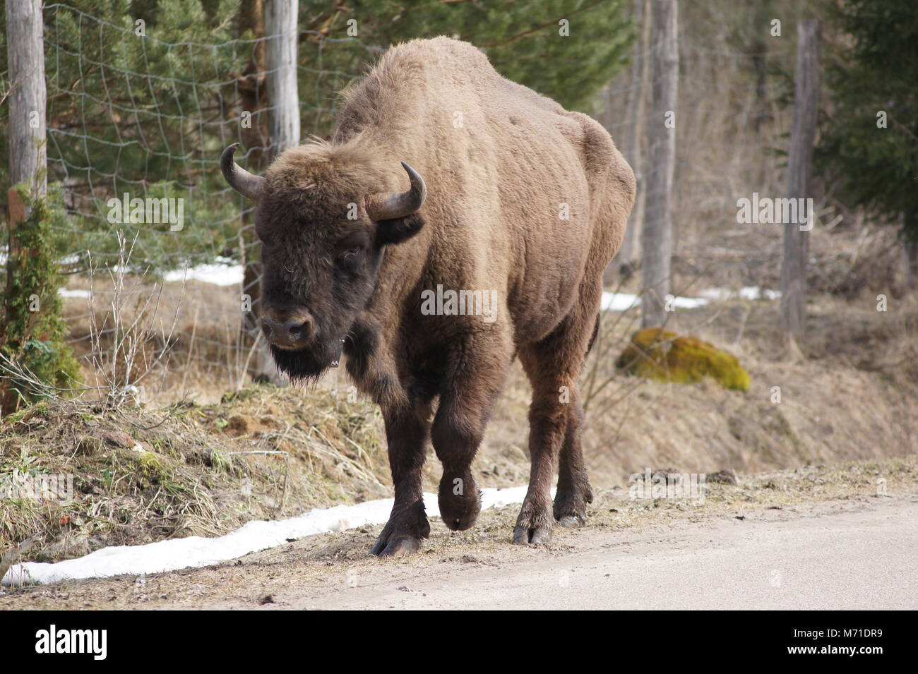 Il bisonte europeo a camminare in una strada di una foresta di Bialowieza village Foto Stock