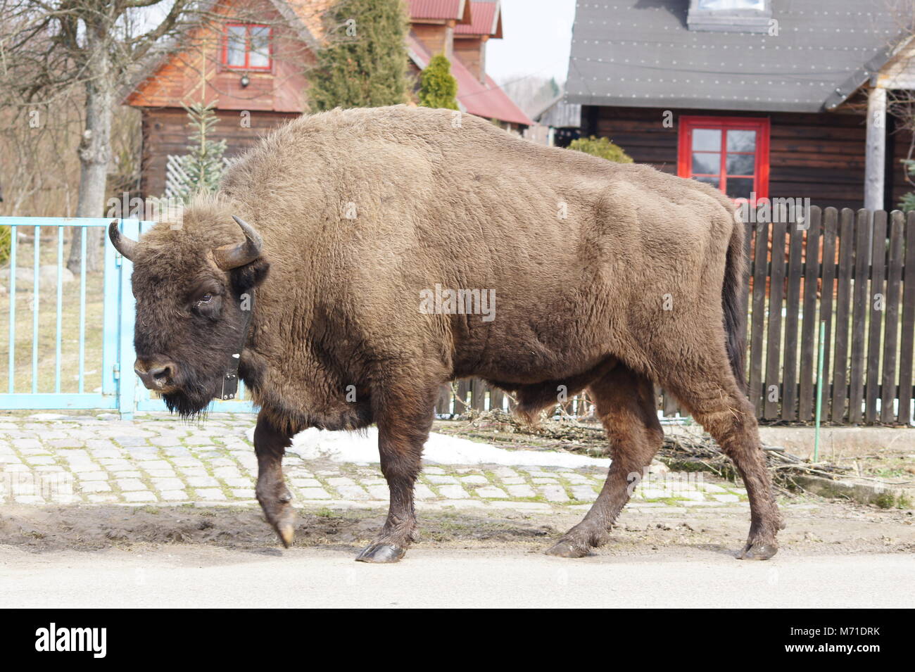 Il bisonte europeo a camminare in una strada di una foresta di Bialowieza village Foto Stock
