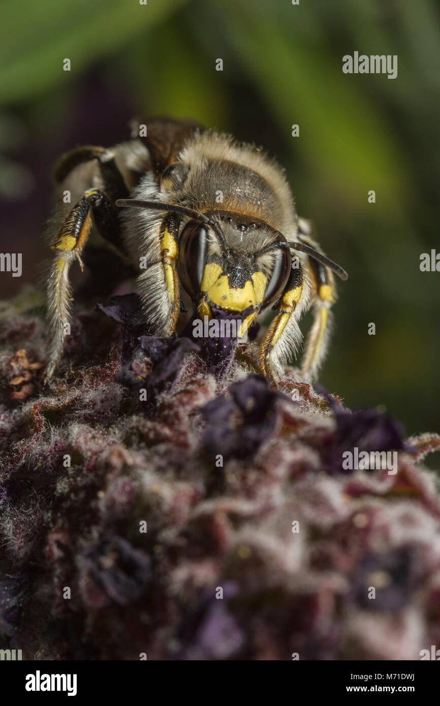 Un maschio di lana-carda Bee - Anthidium manicatum - su un fiore di lavanda. Foto Stock