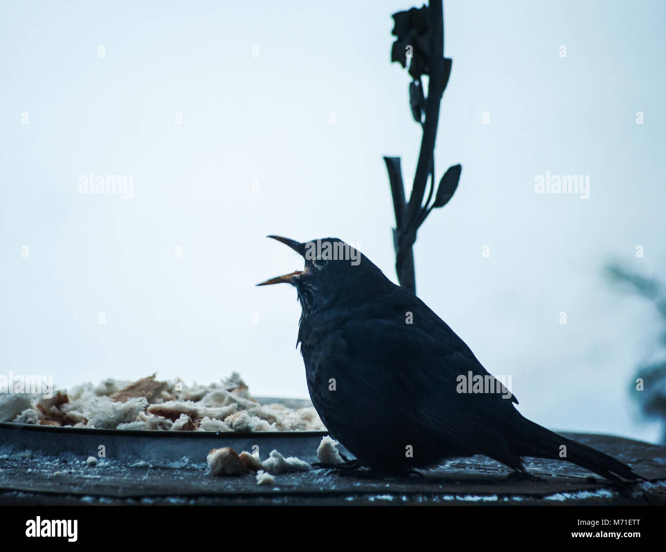 Alimentazione degli uccelli nel giardino di inverno Foto Stock