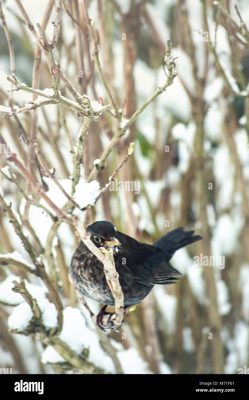 Alimentazione degli uccelli nel giardino di inverno Foto Stock