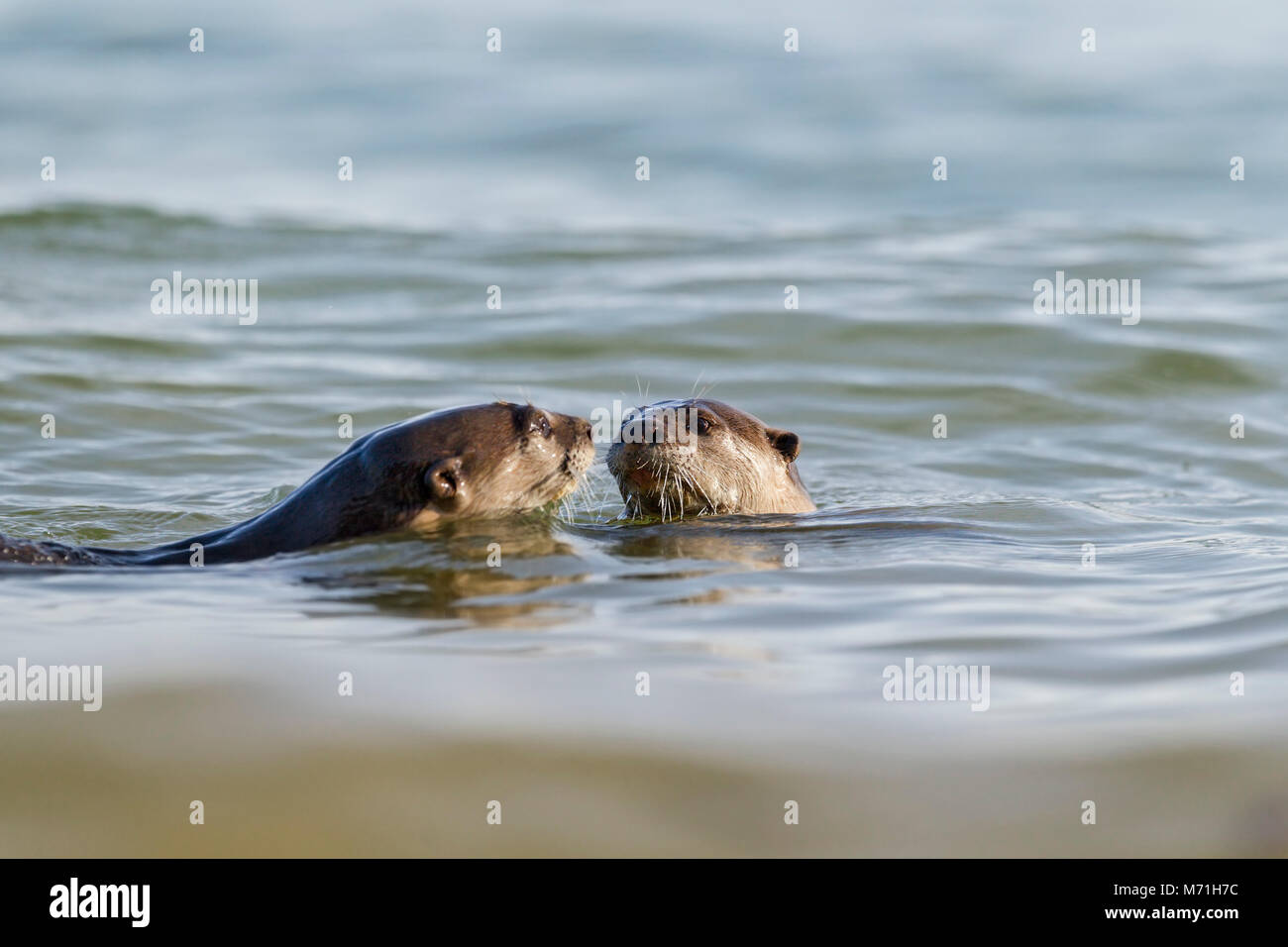 Liscio rivestito di lontra caccia ai pesci in habitat costieri, Singapore Foto Stock