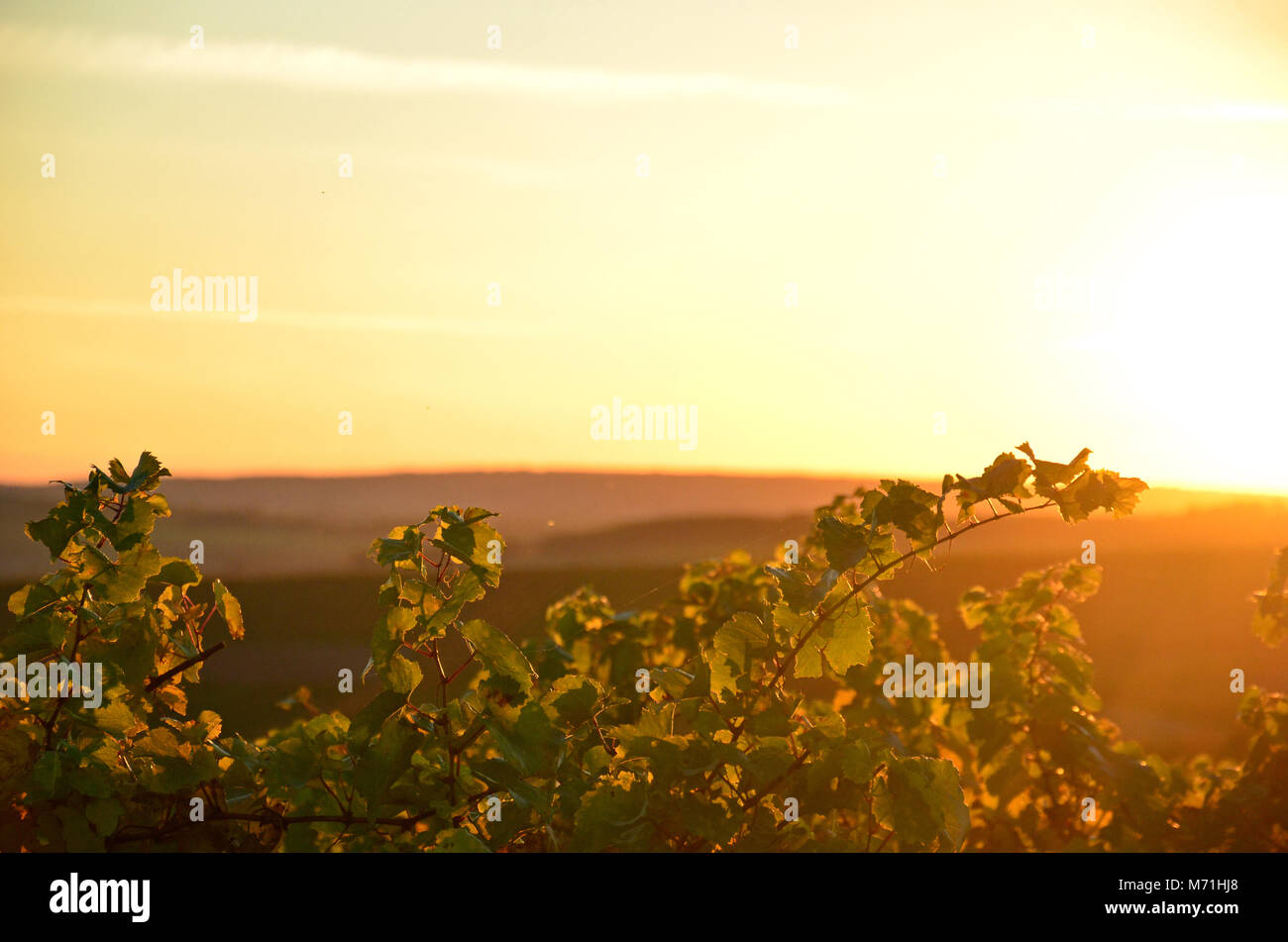 Un meraviglioso tramonto sopra i vigneti austriaci in Poysdorf. La regione di viticoltori vicino al confine con la Repubblica ceca. Paradiso d'uva. Foto Stock