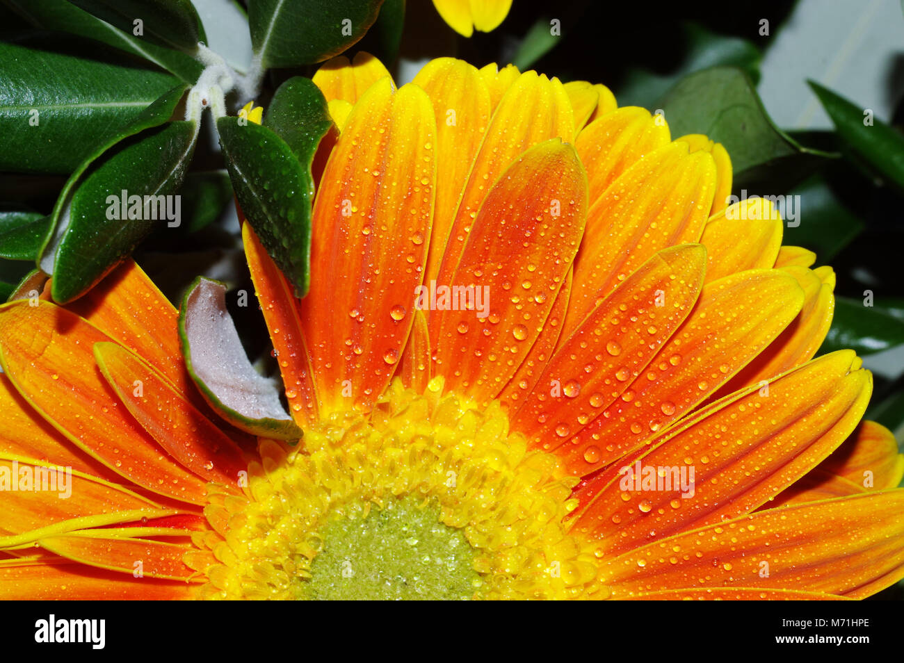 Gerber daisy (gerbera jamesonii) vicino-upgerber daisy, Alberto maisto Foto Stock