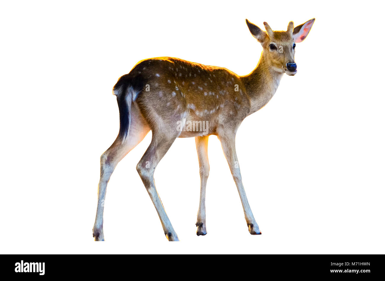 Baby deer isolato in uno sfondo bianco Foto Stock