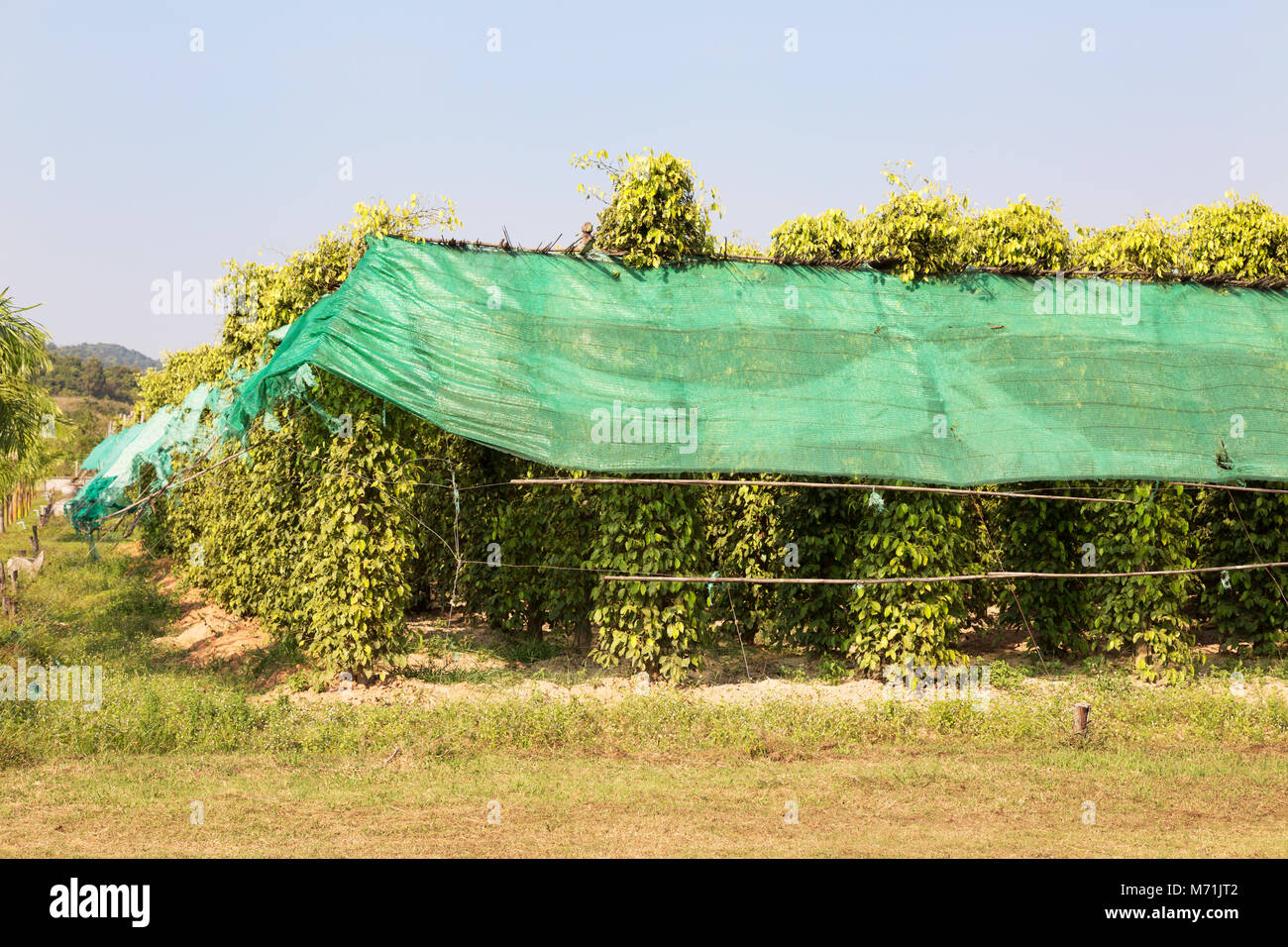 Kampot pepe - Pepe vigneti che crescono su una farm di pepe in Kampot, Cambogia, Asia Foto Stock