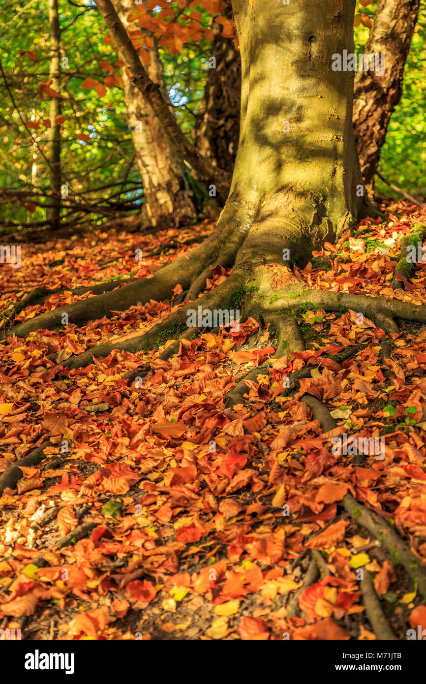 Foglie di autunno e colori di alberi in un parco nel Regno Unito. Foto Stock