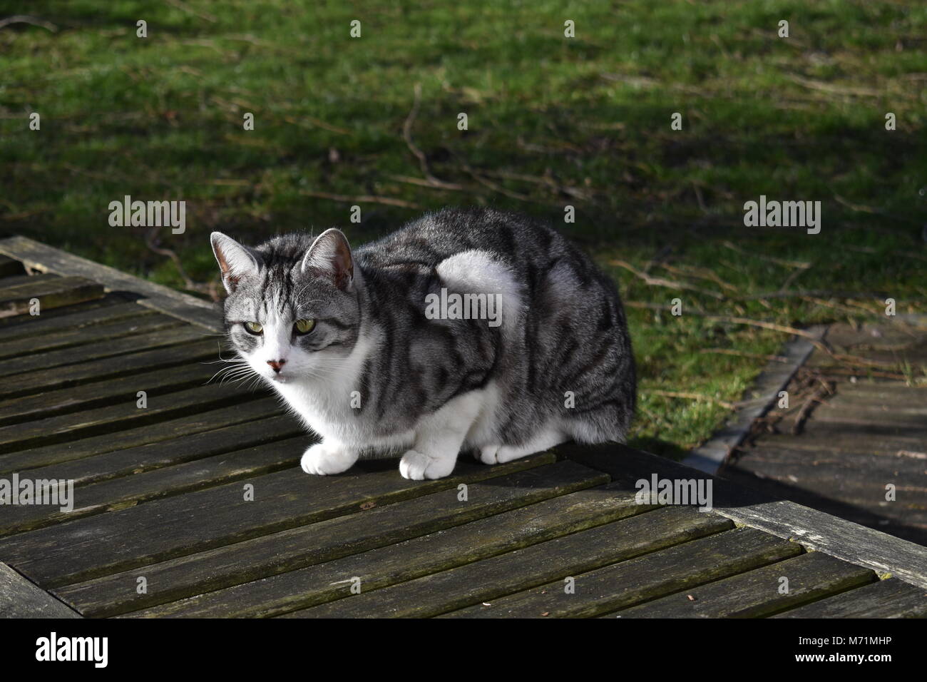 Bianco e grigio cat striato seduto sulla sedia a sdraio per godersi il sole Foto Stock