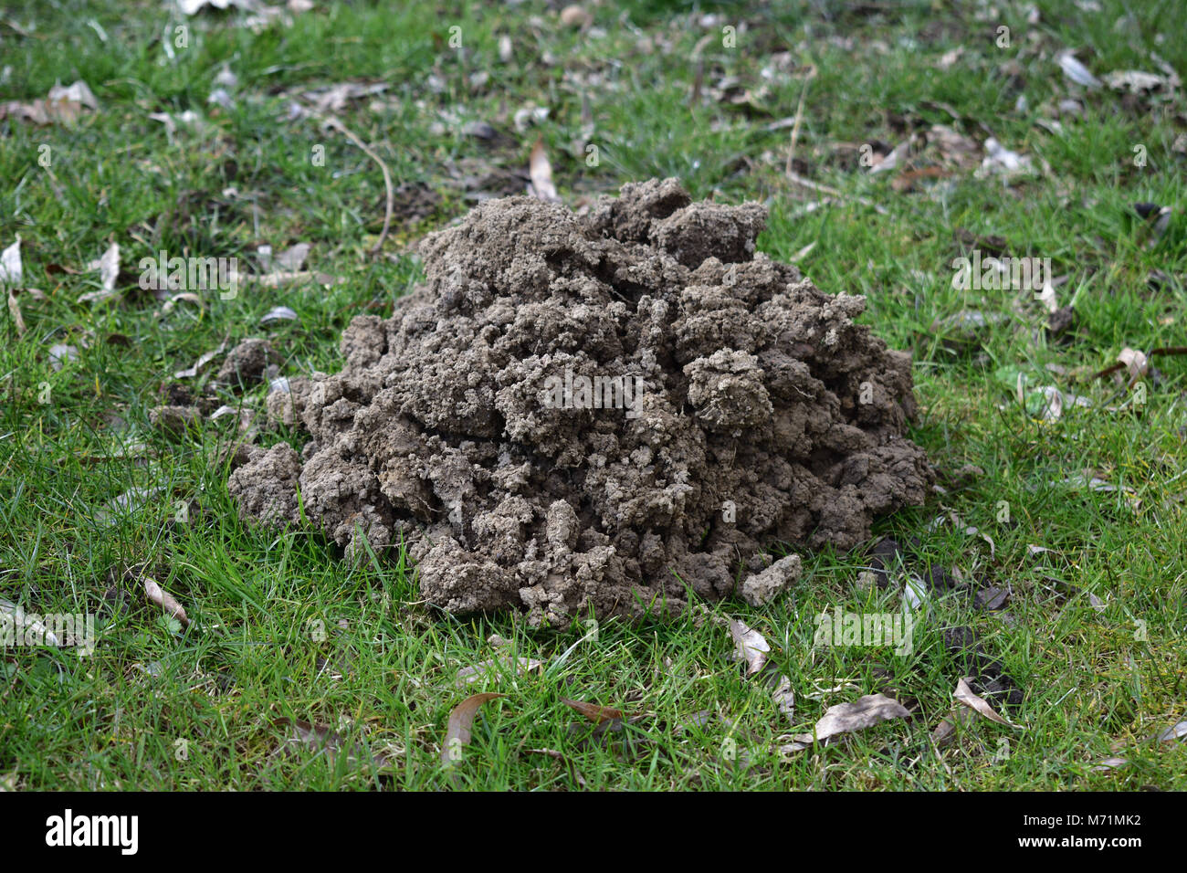 Close-up di mole hill nel giardino con erba e foglie Foto Stock