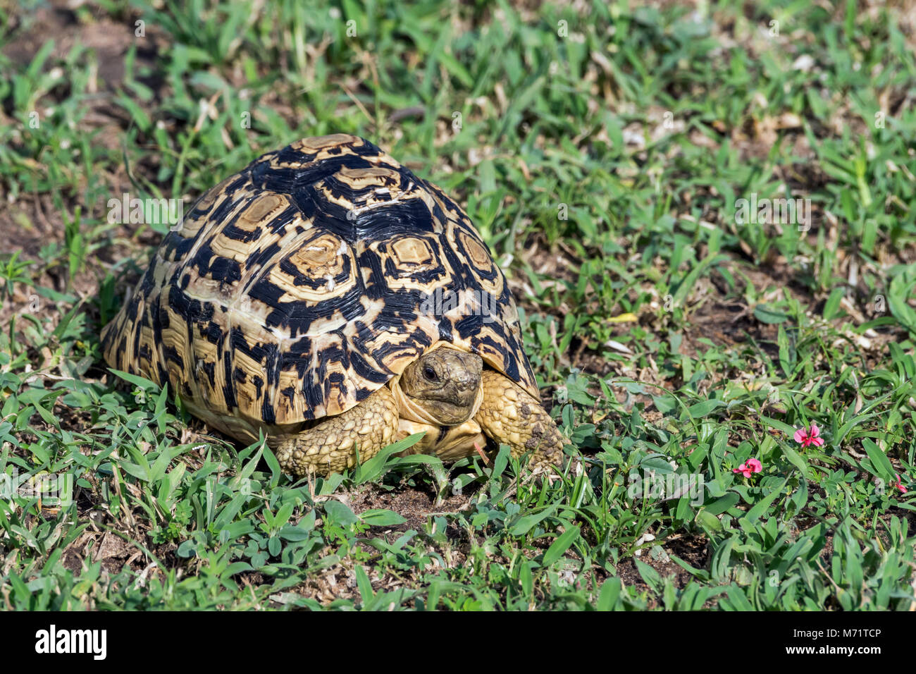 Giovani leopard tartaruga (Stigmochelys pardalis) nella nuova erba, Grumeti Game Preserve, Serengeti, Tanzania Foto Stock