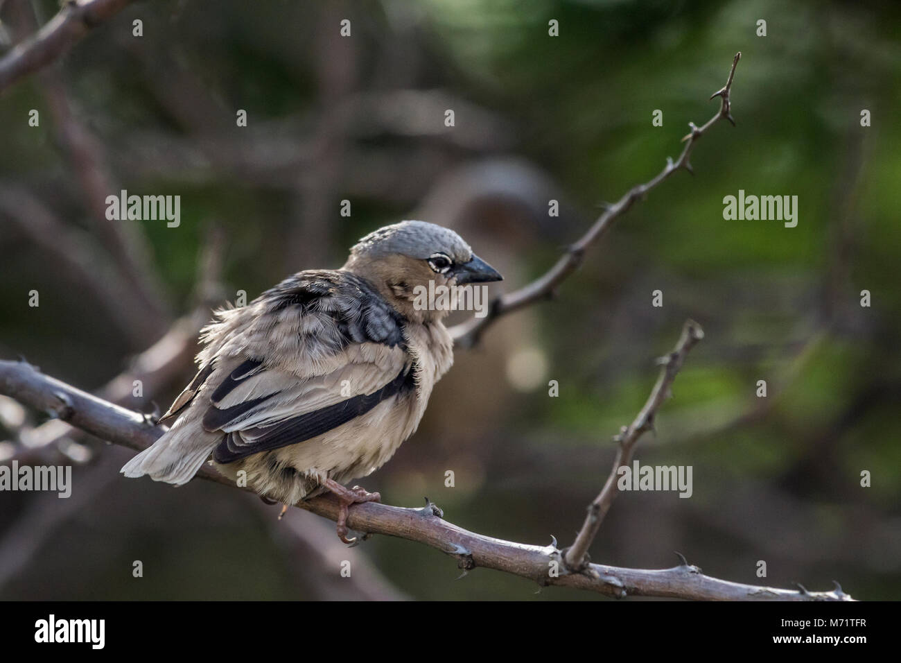 Grigio-capped social weaver bird (Pseudonigrita arnaudi), Grumeti, Tanzania Foto Stock
