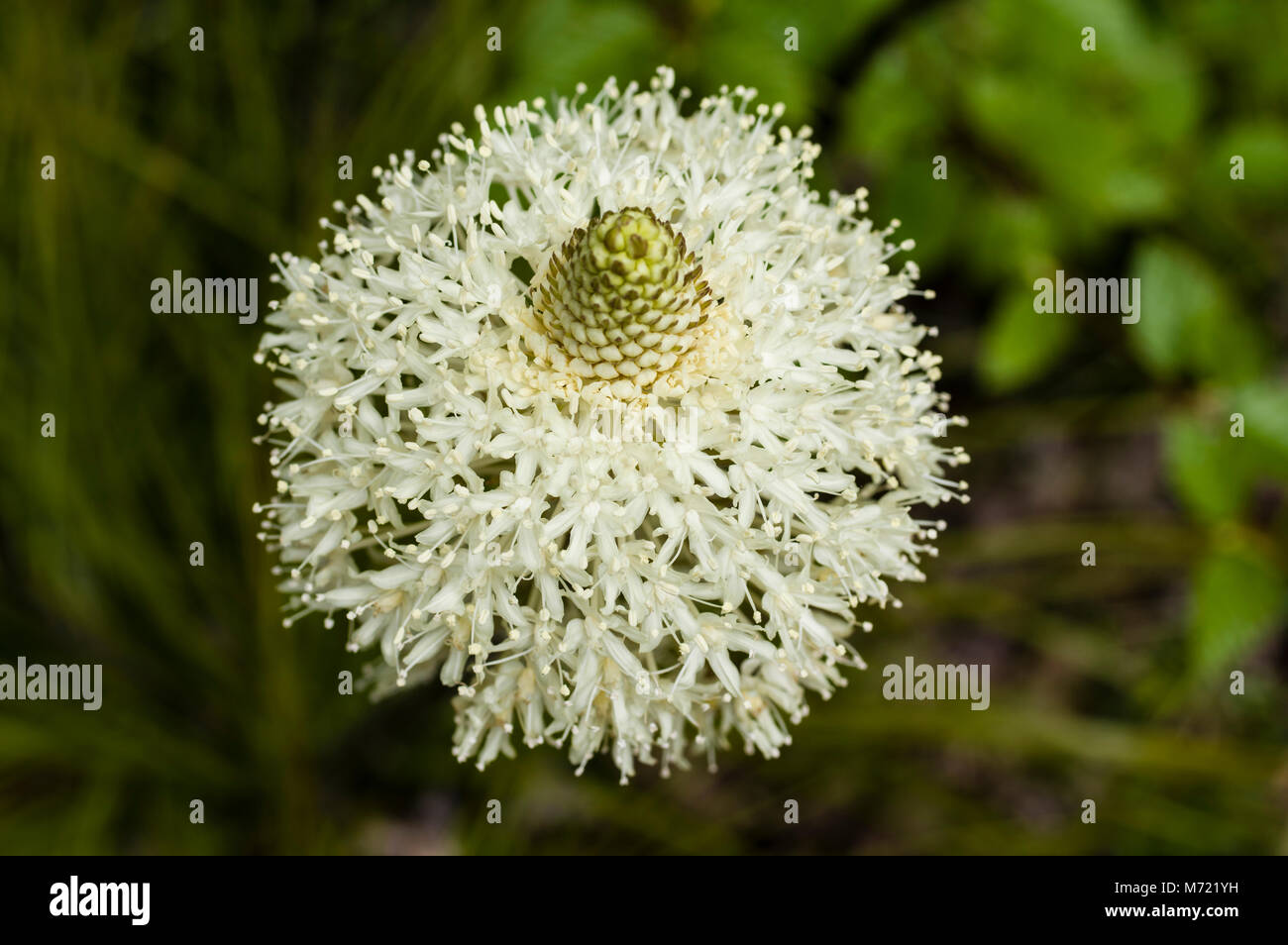 Bear erba o Xerophyllum tenax in fiore nel Mt Hood National Forest. Foto Stock