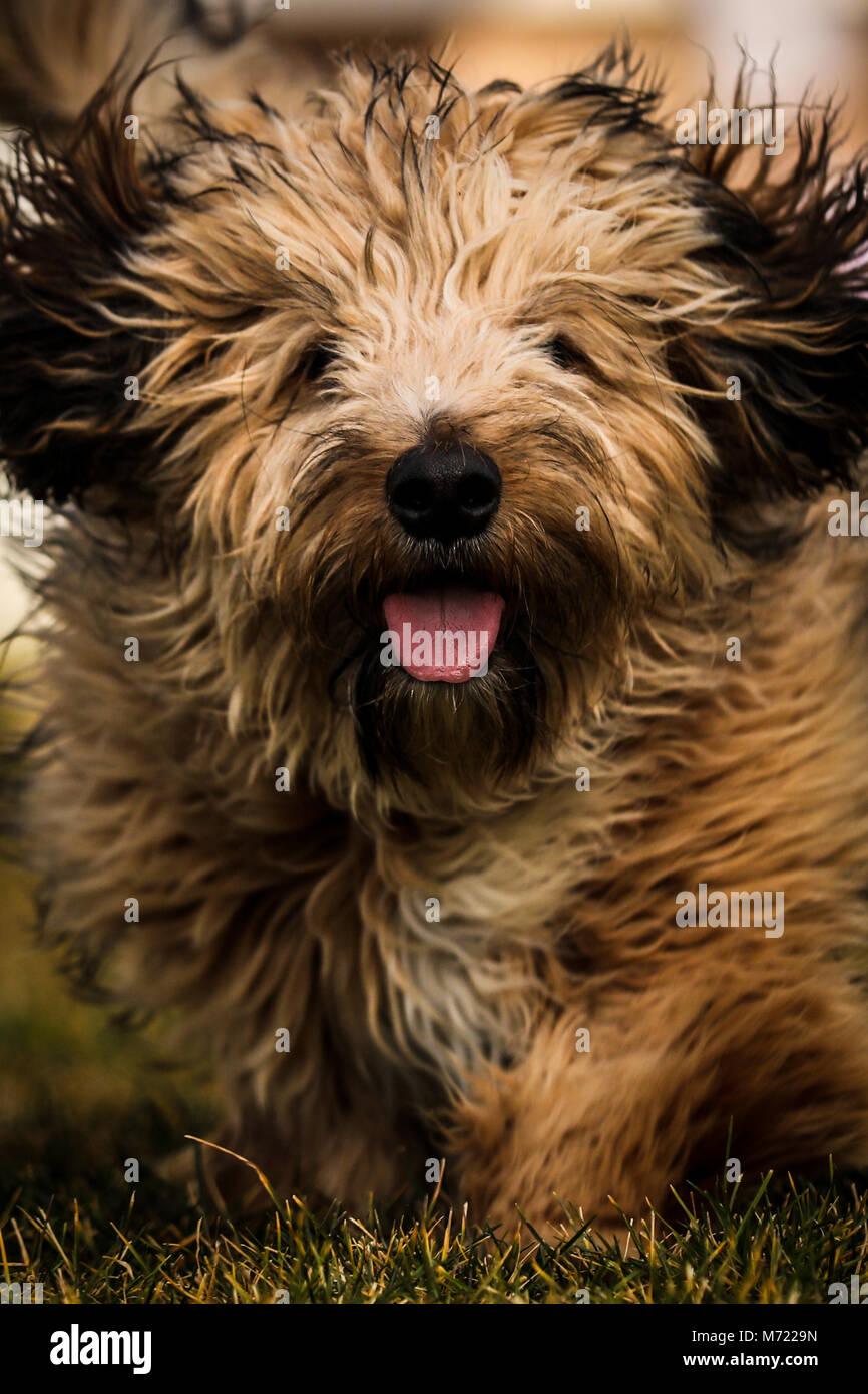 Soffici cane giocare al di fuori Foto Stock