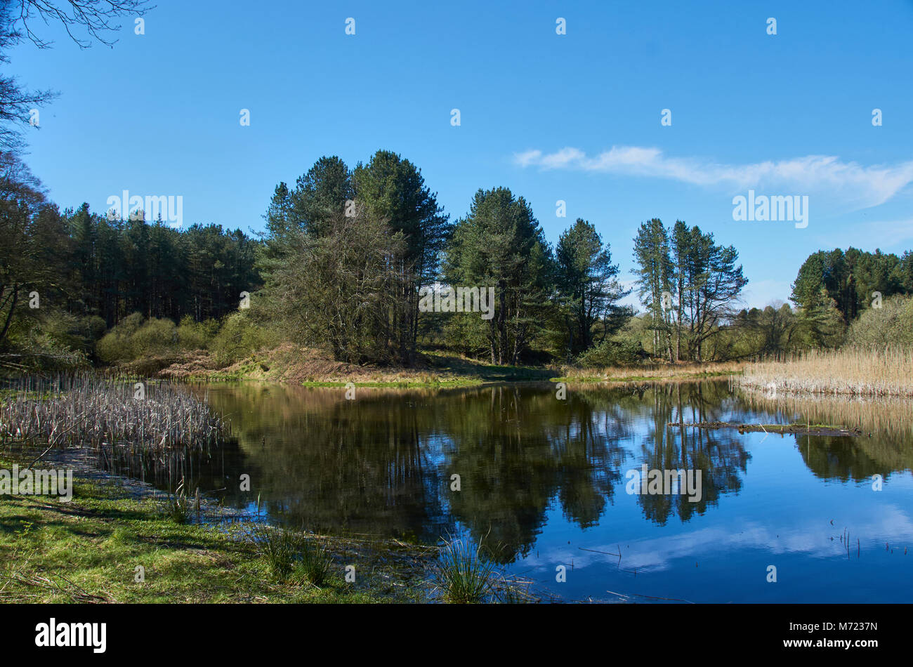 La vista da una delle numerose pelli presso la Riserva Naturale a Morton Lochs in Fife, vicino a newport on tay. Foto Stock