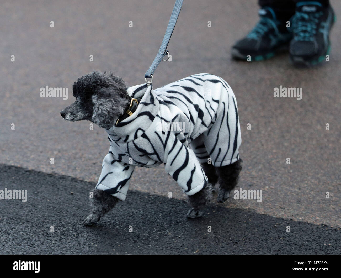 Un cane indossa una stampa zebra rivestire come si arriva con il suo proprietario arriva per la prima giornata di Crufts 2018 al NEC di Birmingham. Foto Stock