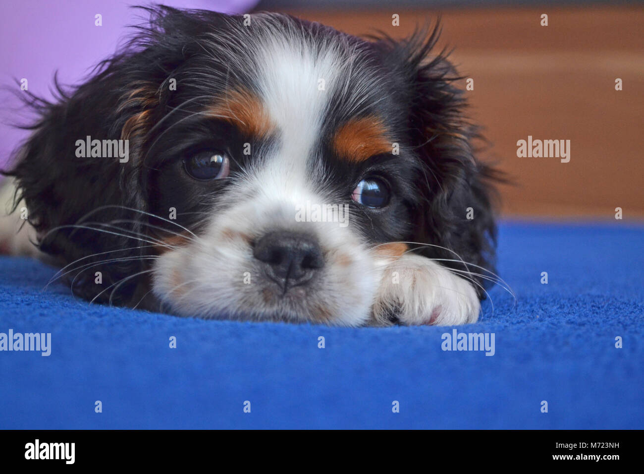 Cavalier King Charles Spaniel cucciolo Foto Stock