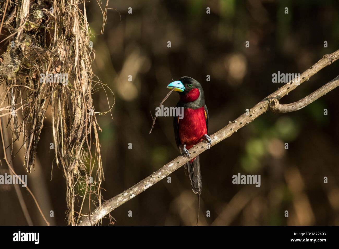 Nero e rosso (Broadbill Cymbirhynchus macrorhynchos) la raccolta di materiale di nesting Foto Stock