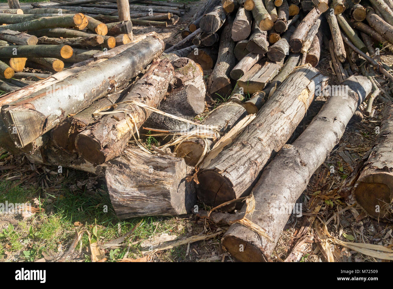 Un log palo a Great Dixter utilizzato per la realizzazione di mobili tradizionali, Northiam, East Sussex, Regno Unito Foto Stock
