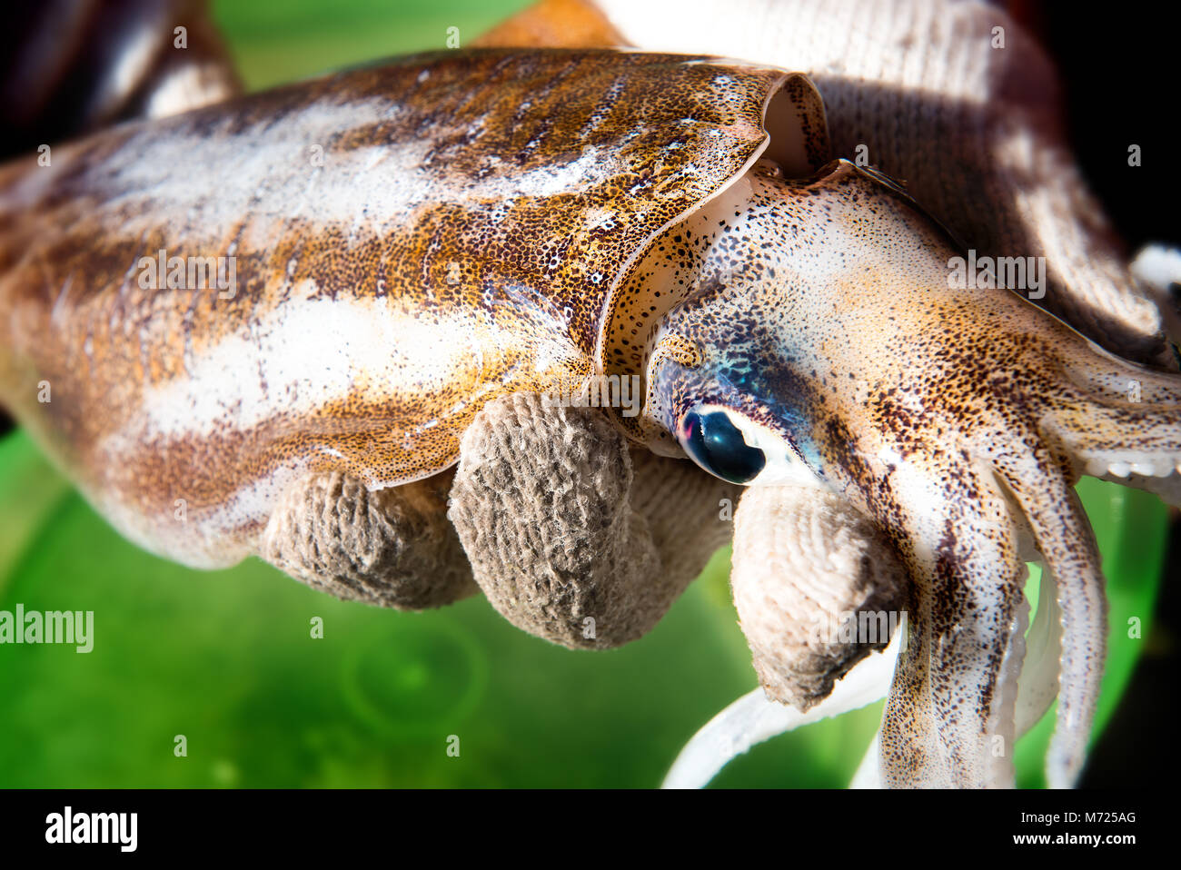 Vivere bigfin squid dal mercato della pesca con tramonto outdoor illuminazione calda. Foto Stock