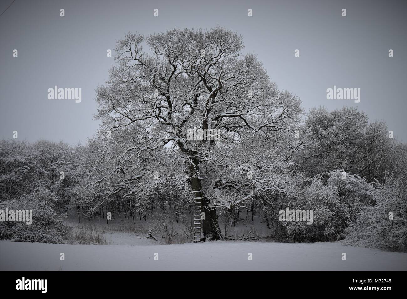 Un veterano quercia nella neve è stata adattata con una scala a pioli per fornire accesso ad un Huntsman Cervo Stalking nascondere la Huntsman Oak at Deerbolt Hall Foto Stock