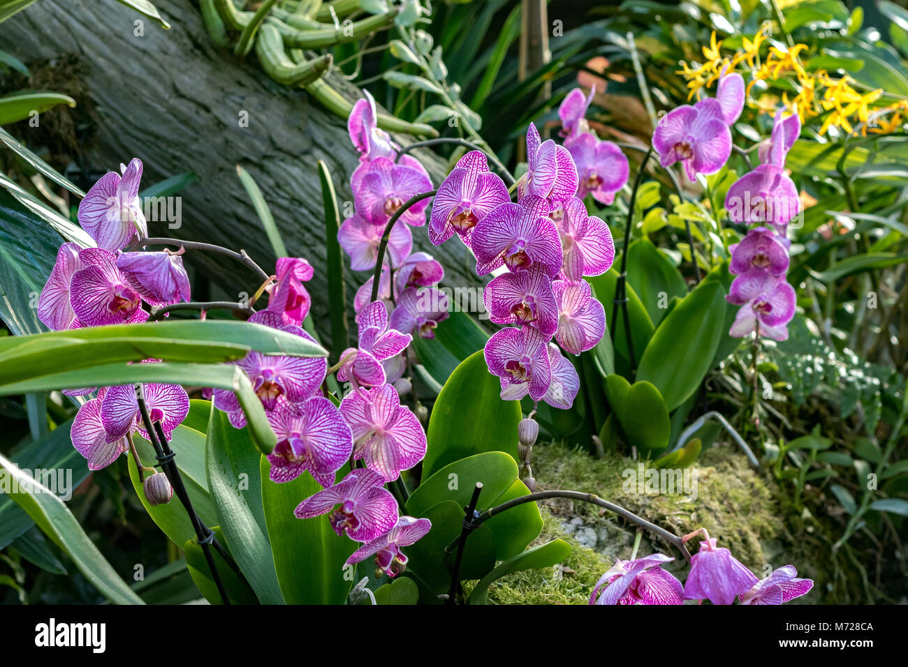 Orchid Phalaenopsis striscia corona noto anche come falena orchidee Foto Stock