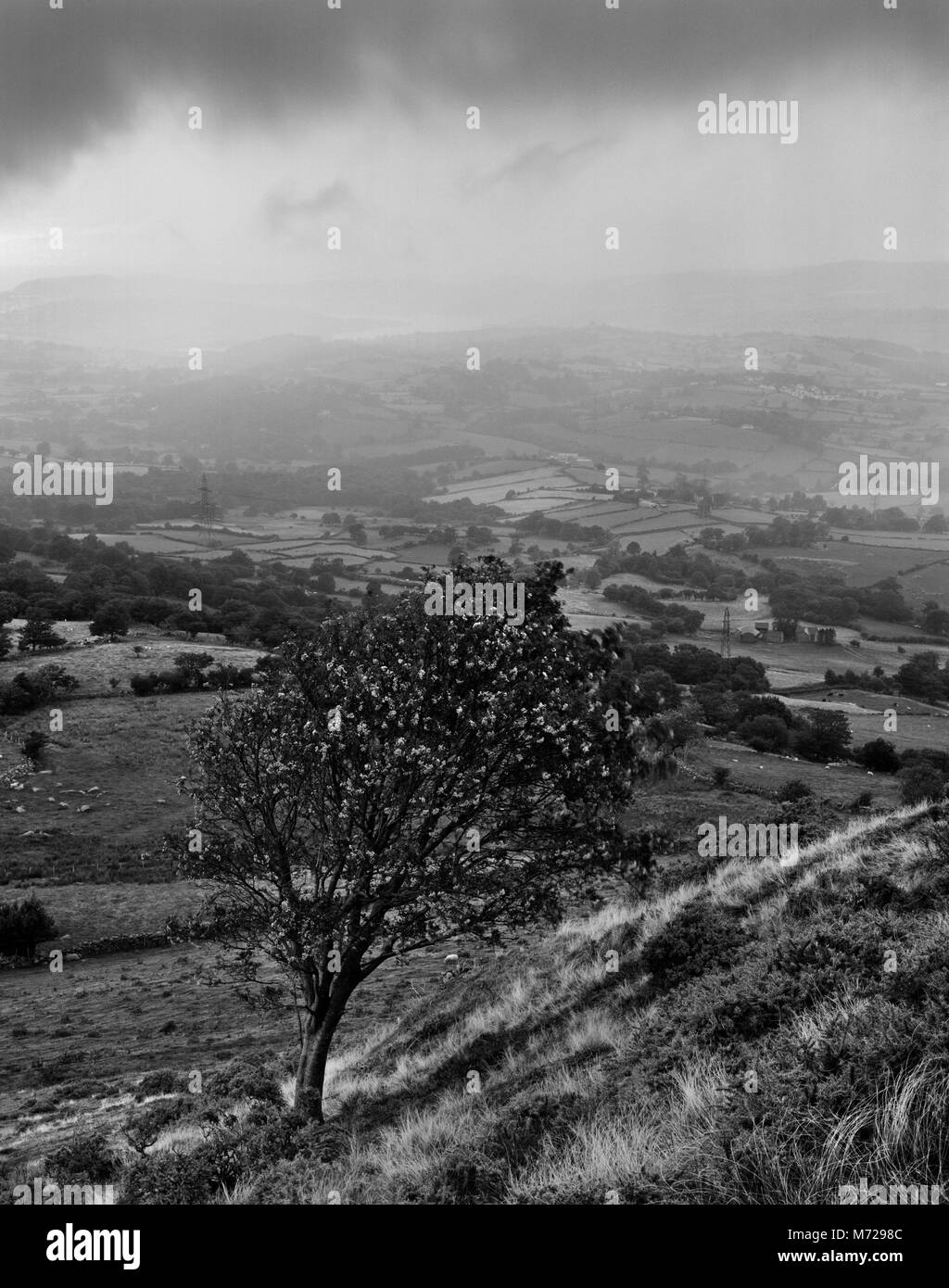 Vista guardando NE a vale del Conwy oltre un rowan tree (Monte Ceneri) su N pendenza di Pen y Gaer hillfort, Llanbedr y Cenin, il Galles del Nord a metà settembre Foto Stock