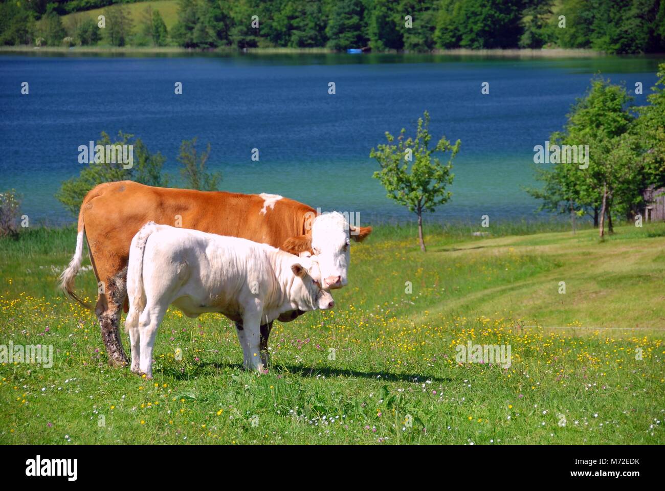 Bestiame al lago 14 Foto Stock