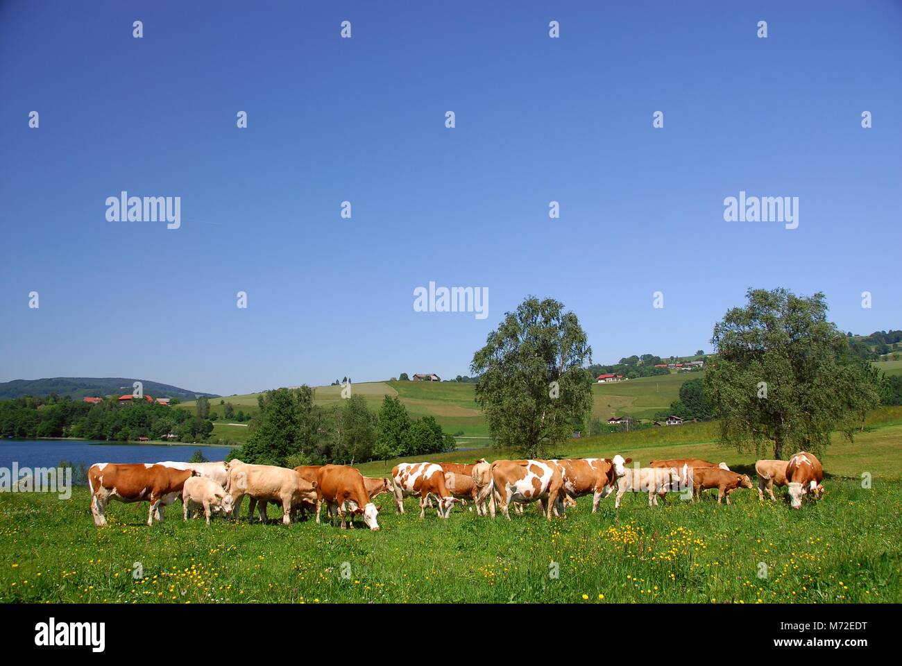 Bestiame al lago 8 Foto Stock