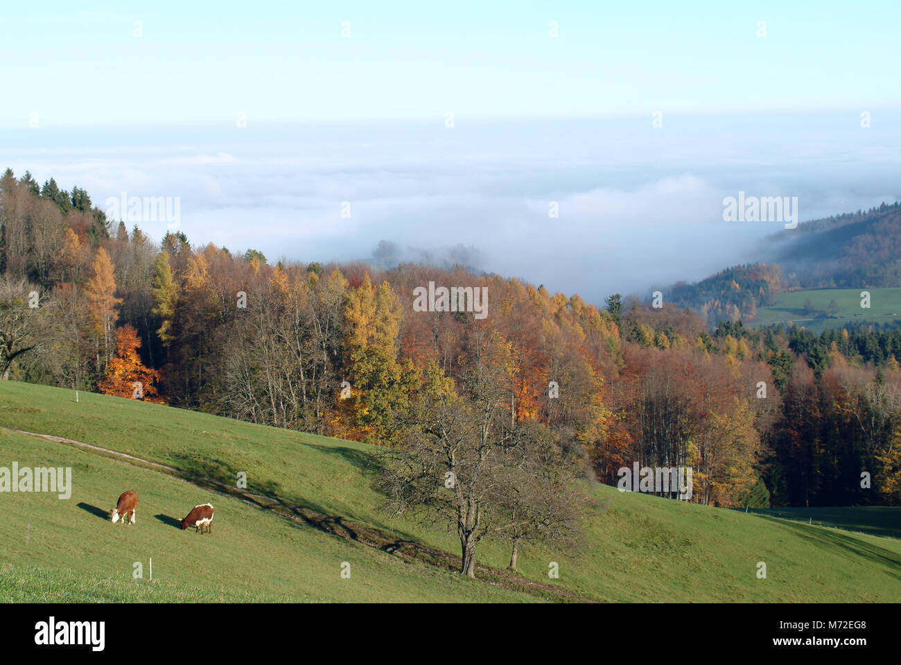 Bovini di oltre 1 ANTINEBBIA Foto Stock