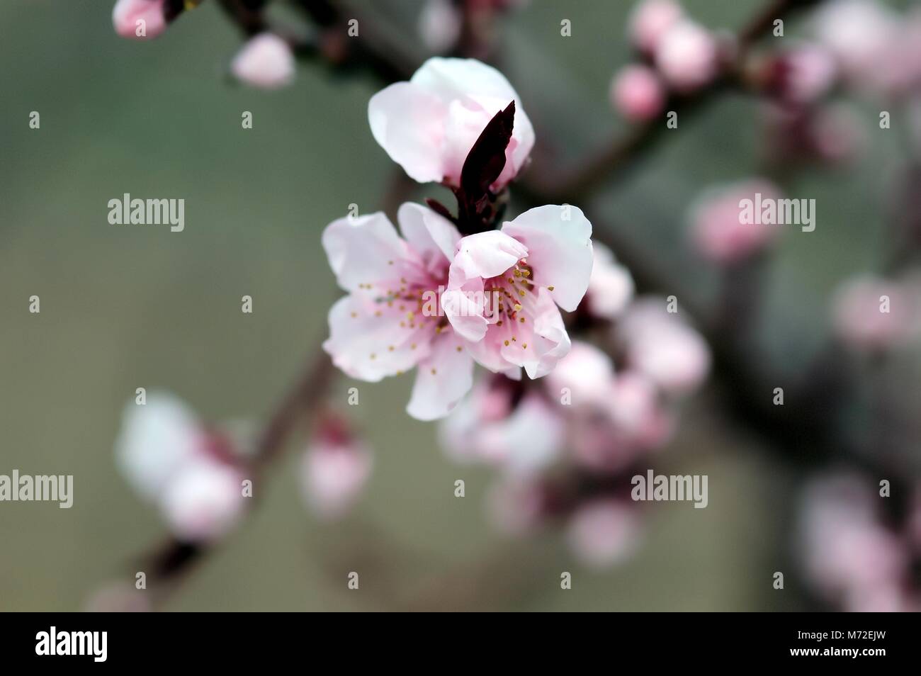 Kirschblüten im Frühling, rosablühend, Detailaufnahme Foto Stock