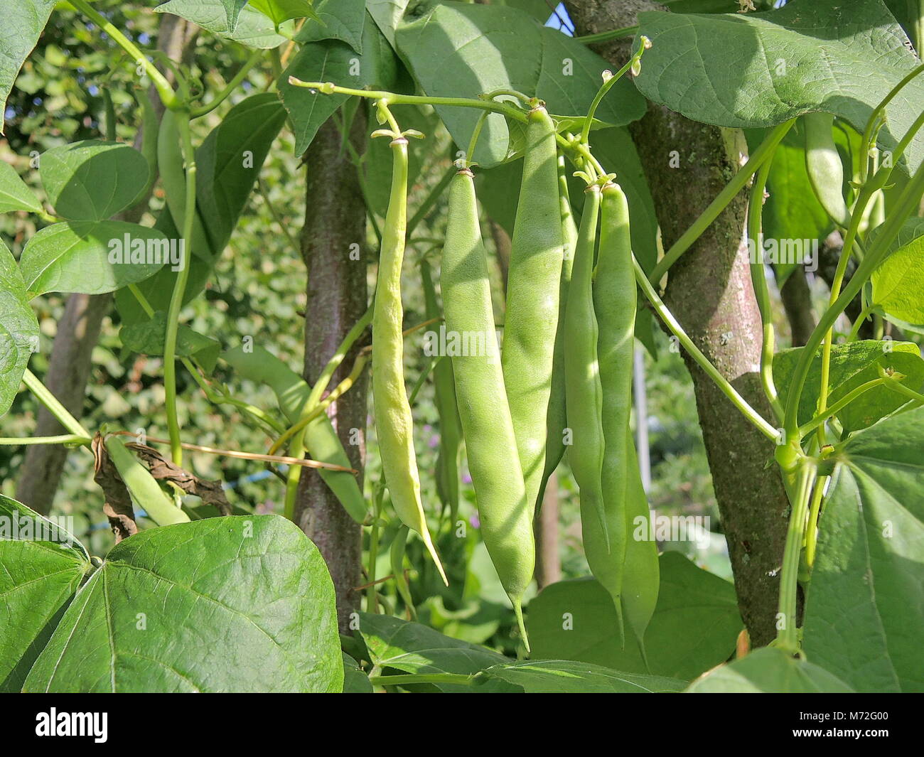 Pole fagioli 11 Foto Stock