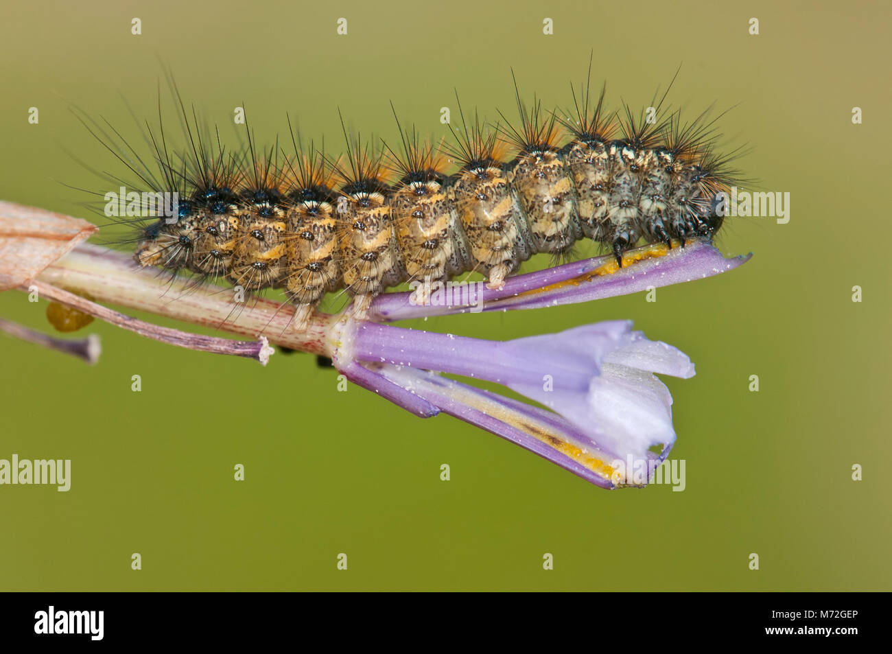 Larva di farfalla mangiare fiore Foto Stock