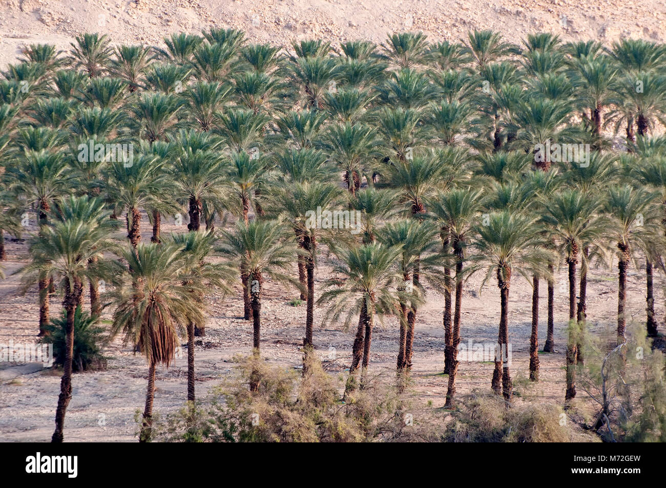 Date orchard nei pressi di Ein Gedi, Israele Foto Stock